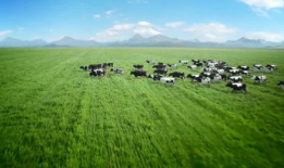 草原视频,广袤无垠的自然画卷